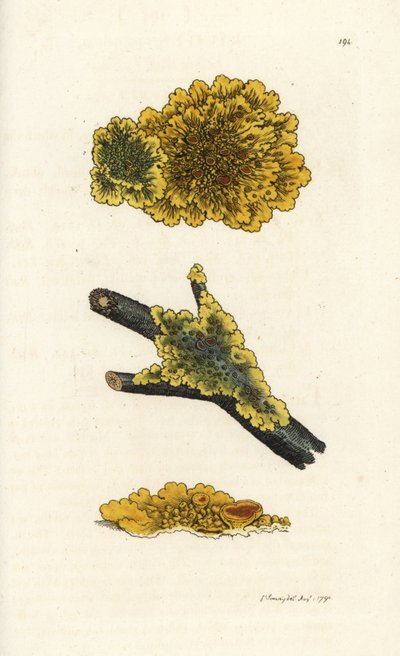 Liquen amarillo de pared, Lichen parietinus. Grabado en cobre coloreado a mano por James Sowerby de James Smith