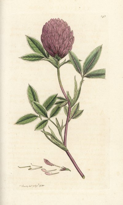 Trébol en zigzag o trébol, Trifolium medium. Grabado en cobre coloreado a mano por James Sowerby de James Smith
