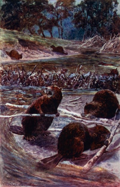 "Construyen una presa en el arroyo" de William Henry Charles Groome