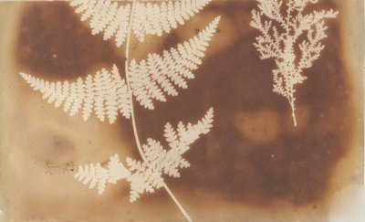 1. Helecho. 2. Alga, 1839 de William Henry Fox Talbot