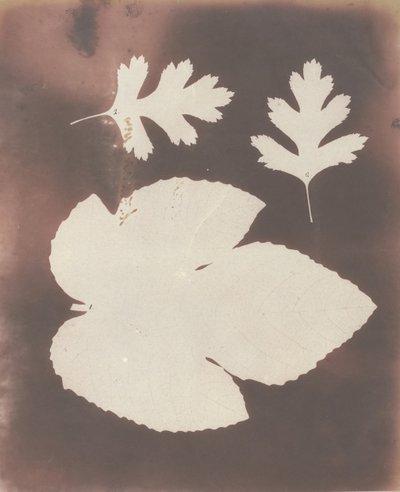 1. Hoja de Higuera. 2. Hoja de Espina Blanca de William Henry Fox Talbot