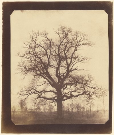 [Un roble en invierno] de William Henry Fox Talbot