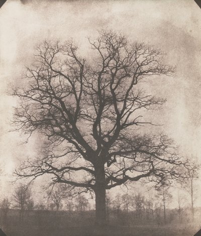 Un roble en invierno, c.1892-93 (calotipo negativo) de William Henry Fox Talbot