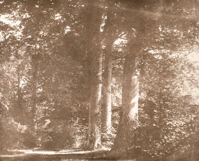 Árboles de Haya, Abadía de Lacock de William Henry Fox Talbot