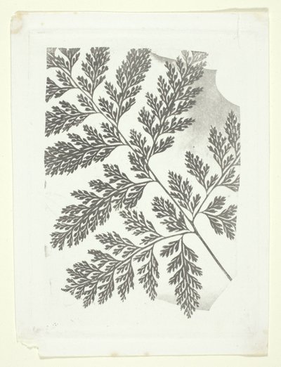 Rama de helecho de William Henry Fox Talbot