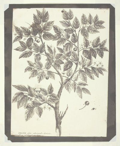 Copia del grabado botánico de "Celtis" de William Henry Fox Talbot
