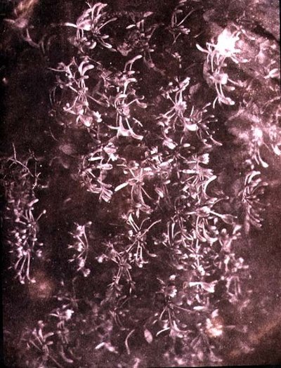 Madreselva, junio de 1840 de William Henry Fox Talbot