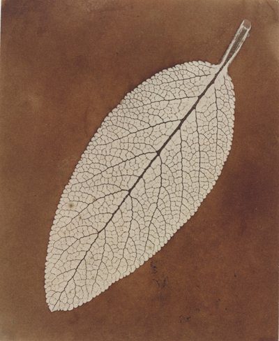 Estudio de hojas de William Henry Fox Talbot