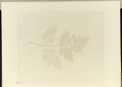 Hoja de una planta de William Henry Fox Talbot