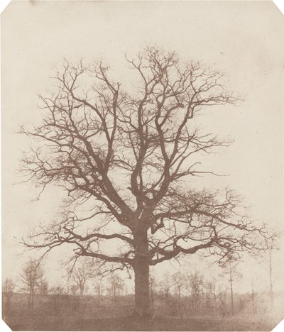 Roble de William Henry Fox Talbot