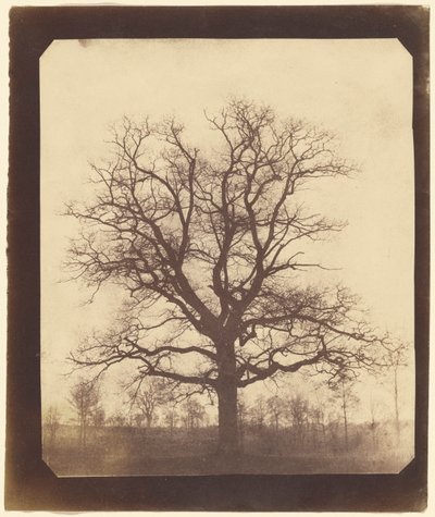 Árbol de Roble en Invierno de William Henry Fox Talbot