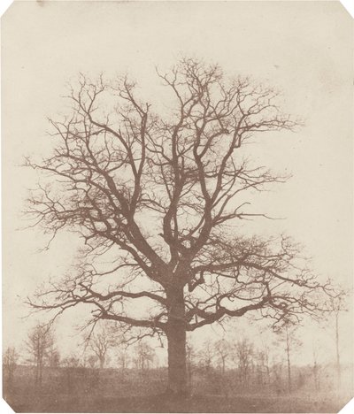Roble, mediados de la década de 1840 (foto) de William Henry Fox Talbot