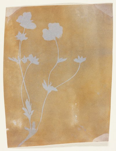 Tallo de hojas y flores de William Henry Fox Talbot