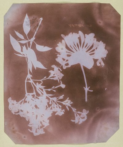 Dos especímenes de plantas de William Henry Fox Talbot