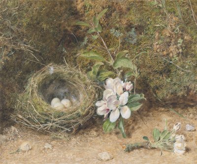 Nido de pájaros con ramas de flores de manzano, c.1845-50 (gouache y acuarela con tiza y goma en papel) de William Henry Hunt