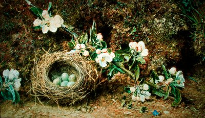 Nido de pájaro y rosas silvestres de William Henry Hunt