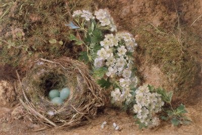 Flor de Mayo y Nido de Gorrión, 1845 de William Henry Hunt