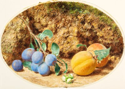 Ciruelas Moradas, Albaricoques y Nueces, c.1860 de William Henry Hunt