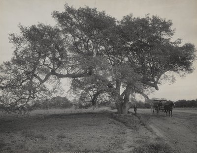  de William Henry Jackson
