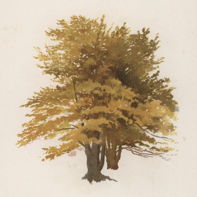Árboles: El haya de William Henry James (after) Boot