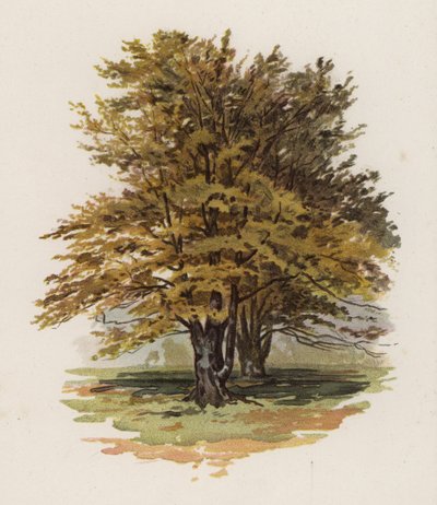 Árboles: El haya de William Henry James (after) Boot