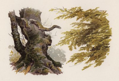 Árboles: El Haya de William Henry James (after) Boot