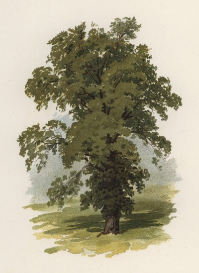Árboles: El Olmo de William Henry James (after) Boot