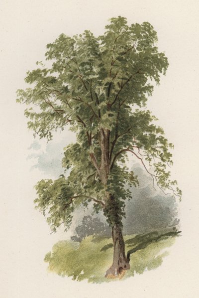 Árboles: El Olmo de William Henry James (after) Boot