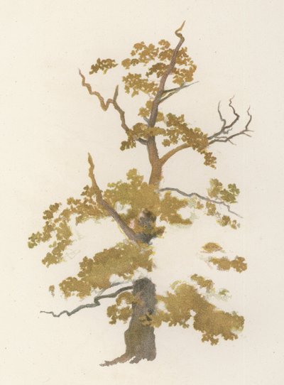 Árboles: El Roble de William Henry James (after) Boot