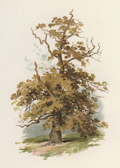 Árboles: El Roble de William Henry James (after) Boot