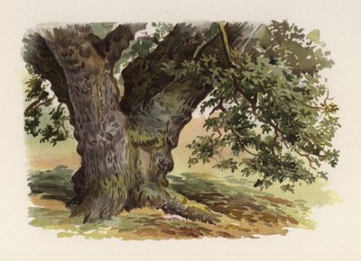 Árboles: El Roble de William Henry James (after) Boot