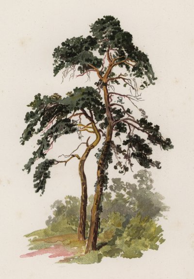 Árboles: El Pino Escocés de William Henry James (after) Boot
