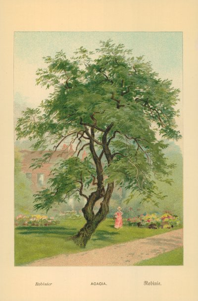 Acacia de William Henry James Boot
