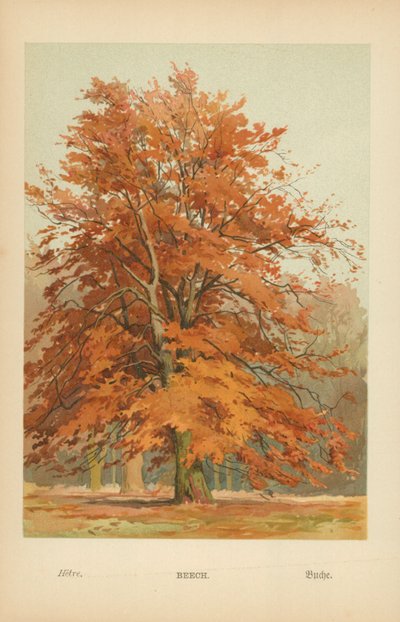 Haya de William Henry James Boot