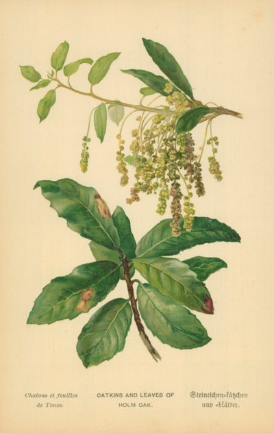 Amentos y hojas de encina de William Henry James Boot