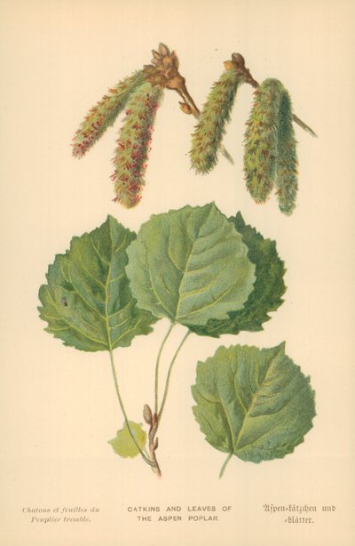 Amentos y hojas del álamo temblón de William Henry James Boot