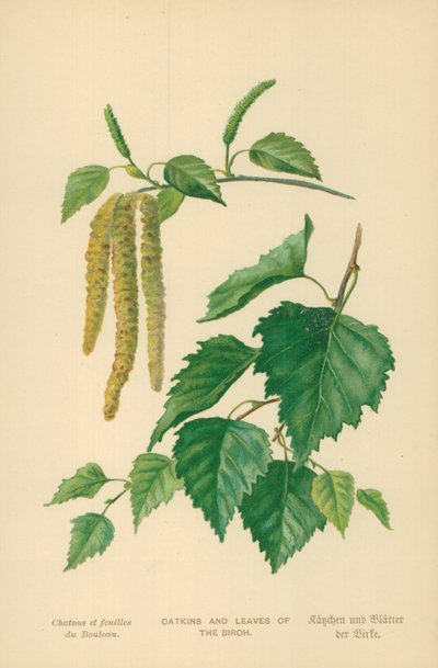 Amentos y hojas del abedul de William Henry James Boot