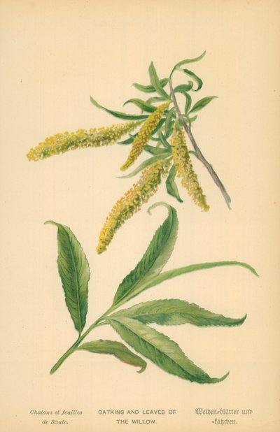 Amentos y hojas del sauce de William Henry James Boot