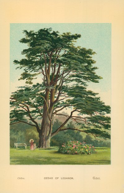 Cedro del Líbano de William Henry James Boot