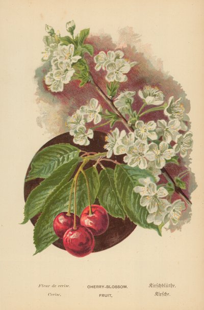 Flor de Cerezo. Fruta de William Henry James Boot