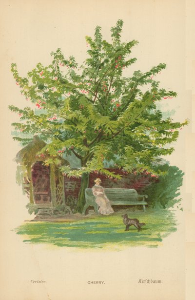 Cereza de William Henry James Boot