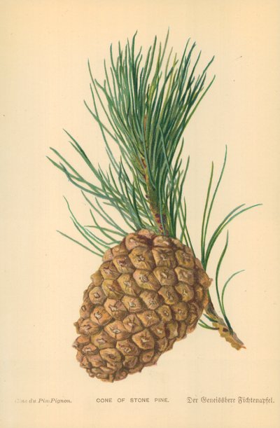 Cono de pino piñonero de William Henry James Boot
