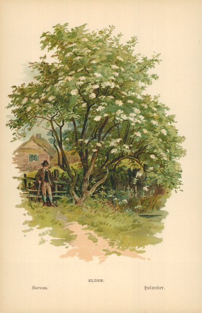Anciano de William Henry James Boot