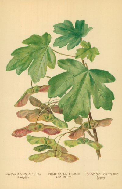 Arce de campo, follaje y fruto de William Henry James Boot