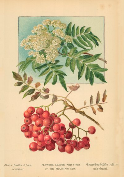 Flores, hojas y frutos del serbal de William Henry James Boot
