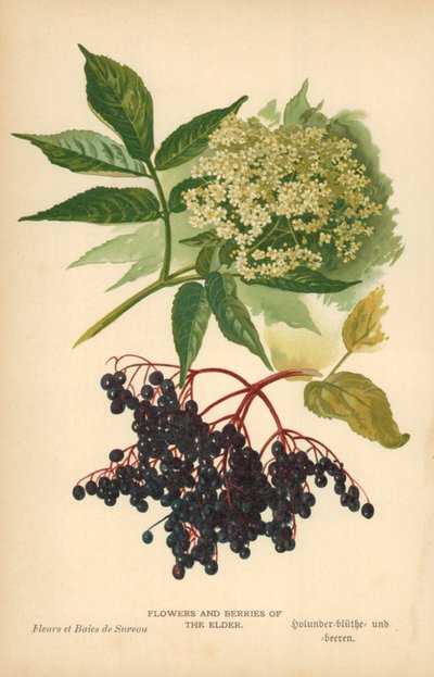 Flores y bayas del saúco de William Henry James Boot