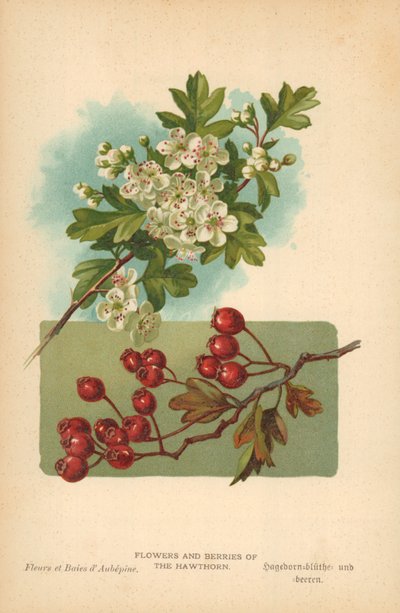 Flores y bayas del espino de William Henry James Boot