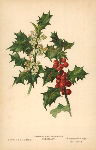 Flores y bayas del acebo de William Henry James Boot
