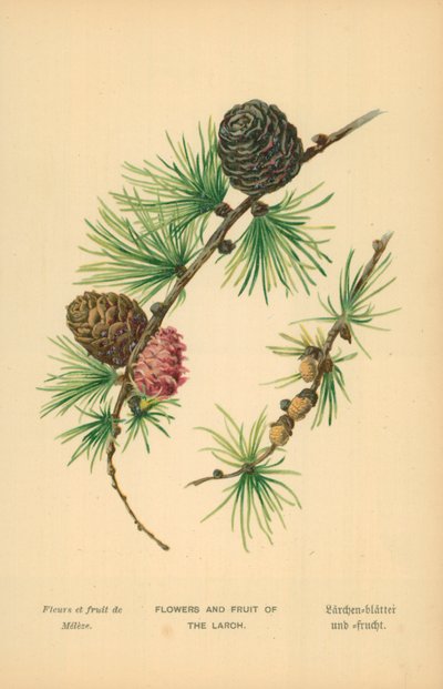 Flores y Frutas del Alerce de William Henry James Boot