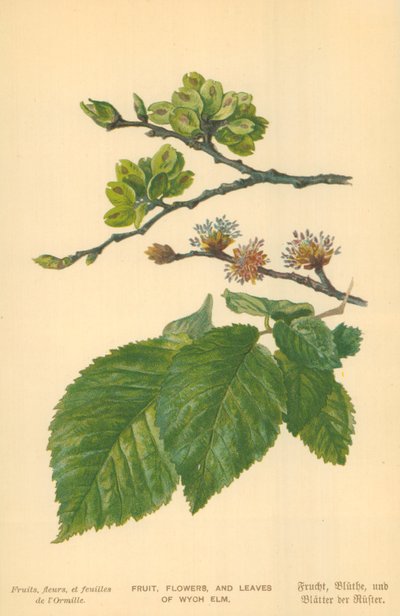 Frutas, flores y hojas de olmo de William Henry James Boot
